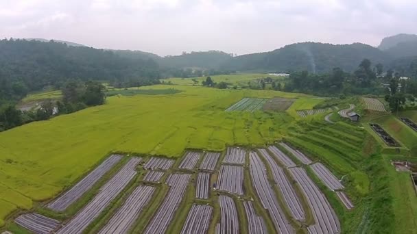 Luftaufnahme Reisfeld und Berg — Stockvideo