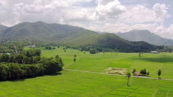 Aerea campo di riso colpo e montagna — Video Stock