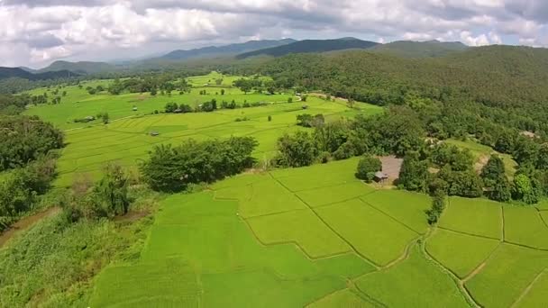 Campo de arroz plano aéreo y montaña — Vídeos de Stock