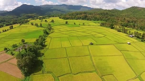 Campo de arroz de tiro aéreo e montanha — Vídeo de Stock