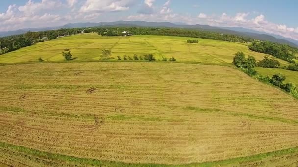 Aerea campo di riso colpo e montagna — Video Stock