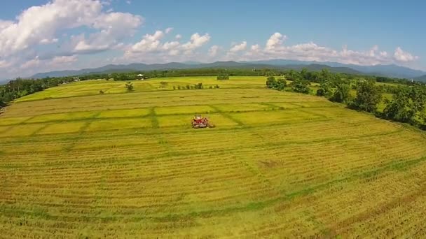 Luchtfoto rijst veld en berg — Stockvideo