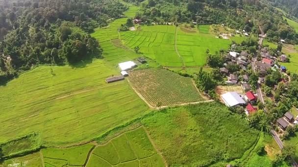 Campo de arroz plano aéreo y montaña — Vídeos de Stock