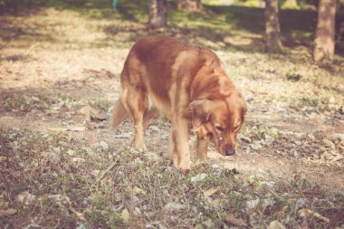 Tatlı Golden Retriever köpeği