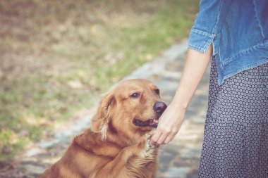 şirin golden retriever köpek kadın ile 