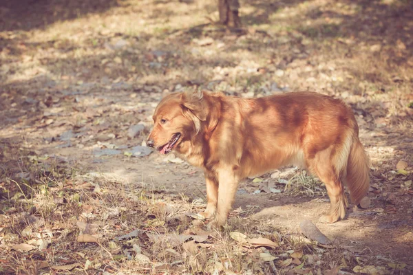 Cute golden retriever dog — Stock Photo, Image