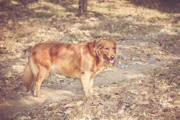 Lindo perro recuperador de oro — Foto de Stock