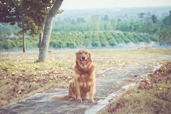 Bonito golden retriever cão — Fotografia de Stock