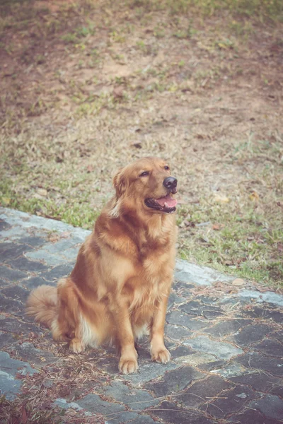 Bonito golden retriever cão — Fotografia de Stock