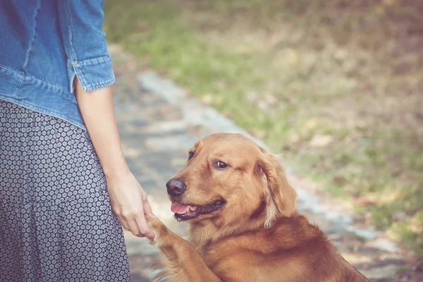 Cute golden retriever dog with women — Stock Photo, Image