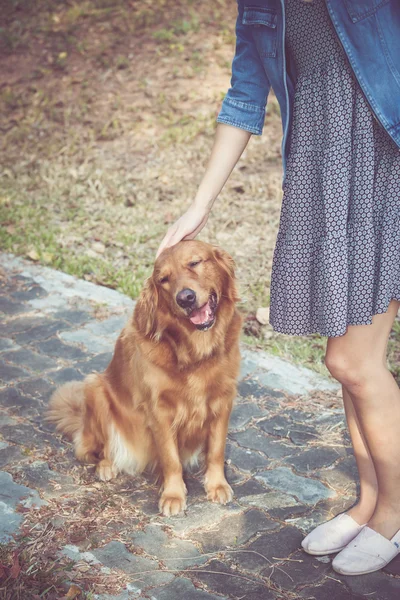 Bonito golden retriever cão com mulheres — Fotografia de Stock
