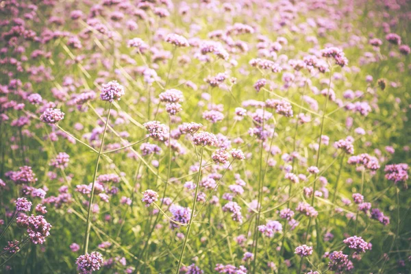 Цветок вербены Purpletop в саду — стоковое фото