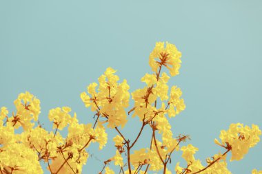 Sarı tabebuia çiçek çiçek