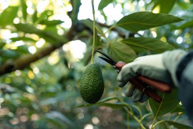 Avokado topluyorum. Eller ağaçtaki avokado çubuğunu budama makası ile kesiyor. Yatay