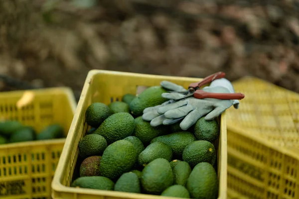 Gloves Purning Shears Box Full Hass Avocados Harvested Horizontal — Stock Photo, Image