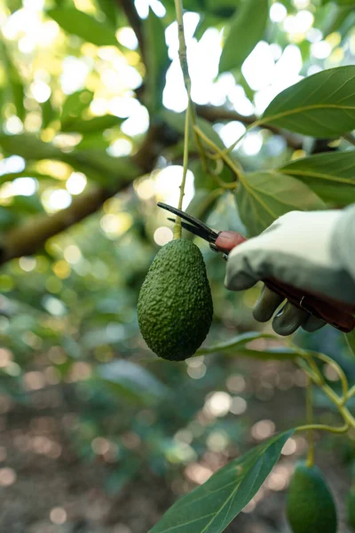 Harvesting Hass Avocados Hands Cutting Avocado Stick Tree Pruning Shears — Stock Photo, Image