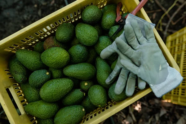Gloves Scissors Box Full Hass Avocados Harvested High Angle View — Stock Photo, Image