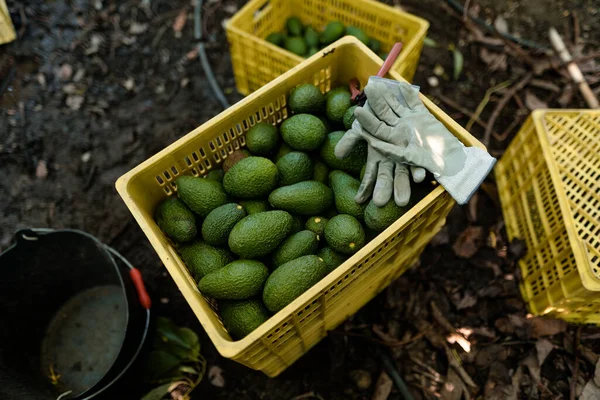 Handschoenen Scharen Boven Een Doos Vol Geoogste Avocado Hoge Hoekaanzicht — Stockfoto