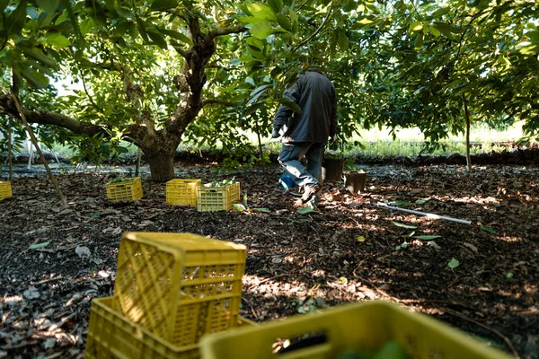 Anonymous Farmer Harvesting Avocados Rod Organic Avocado Plantations Malaga Andalusia — Stock Photo, Image