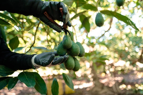 Harvesting Hass Avocados Farmer Cutting Avocado Stick Tree Pruning Shears — Stock Photo, Image