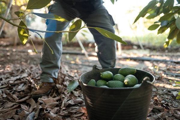 Farmer Working Hass Avocado Harvest Season Selective Focus — Stock Photo, Image