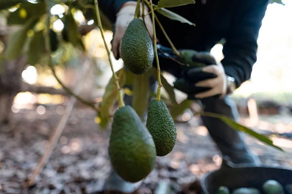 Avokado Topluyorum Çiftçi Ağaçtan Avokado Çubuğunu Budama Makasıyla Kesiyor — Stok fotoğraf
