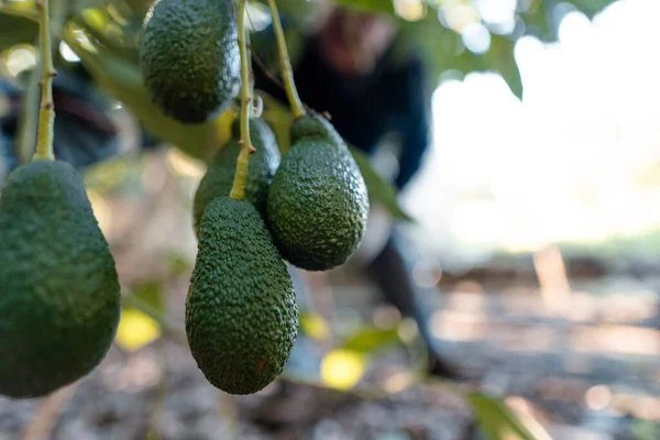 Hass Avocado Opknoping Boom Een Boer Werken Achtergrond — Stockfoto