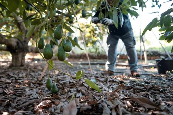 Harvesting Hass Avocados Farmer Cutting Avocado Stick Tree Pruning Shears — Stock Photo, Image