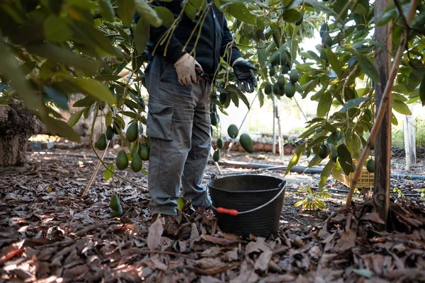Farmer Working Hass Avocado Harvest Season Selective Focus — Stock Photo, Image