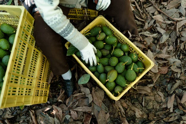 농부가 막대기로 아보카도를 수확하고 스페인 루시아 라가에 아보카도 스톡 이미지