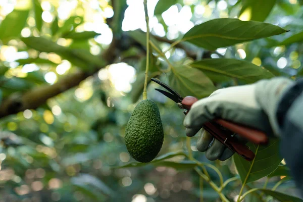 아보카도 수확하는 가지를 가위를 사용하여 아보카도 나무의 가지를 손으로 냅니다 로열티 프리 스톡 사진