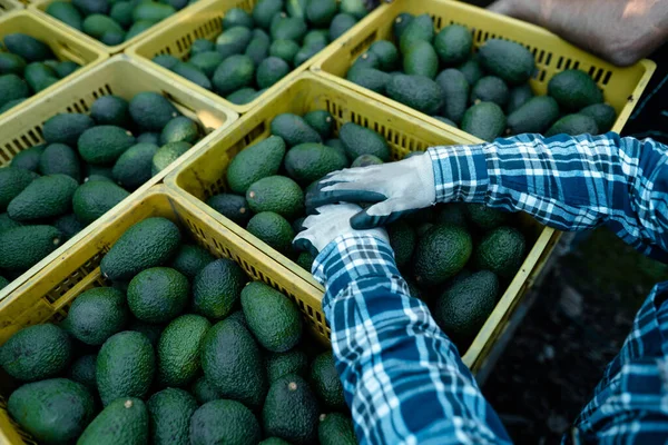 Farmers loading the truck with full hass avocados boxes. Harvest Season. Organic avocado plantations in Velez-Malaga, Andalusia, Spain