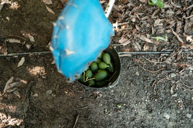 Çiftçiler kamyonu avokado kutularıyla dolduruyorlar. Hasat Mevsimi. Velez-Malaga, Endülüs, İspanya 'daki organik avokado tarlaları