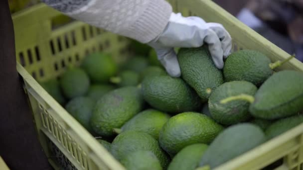 Hass Avocados Geoogst Een Doos Biologische Avocado Plantages Albacete Spanje — Stockvideo