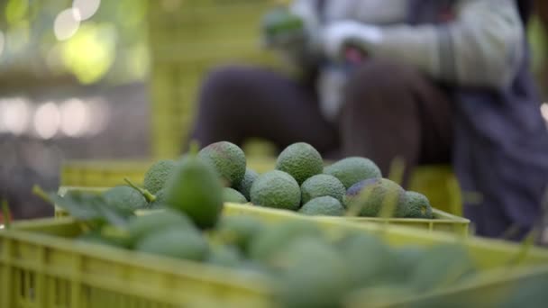 Een Vrouwelijke Boer Die Werkt Het Avocado Oogstseizoen Selectieve Focus — Stockvideo