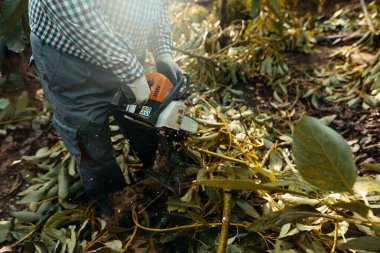 İspanya, Endülüs 'teki Velez-Malaga' daki organik avokado tarlalarında testereyle odun kesen bir adam. Büzüşme mevsimi