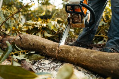 İspanya, Endülüs 'teki Velez-Malaga' daki organik avokado tarlalarında testereyle odun kesen bir adam. Büzüşme mevsimi