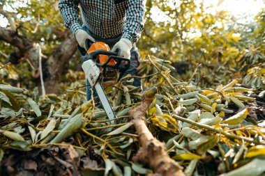 İspanya, Endülüs 'teki Velez-Malaga' daki organik avokado tarlalarında testereyle odun kesen bir adam. Büzüşme mevsimi