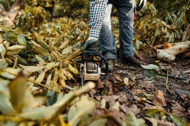 İspanya, Endülüs, Velez-Malaga 'daki organik avokado tarlalarında testere kullanan bir adam. Büzüşme mevsimi