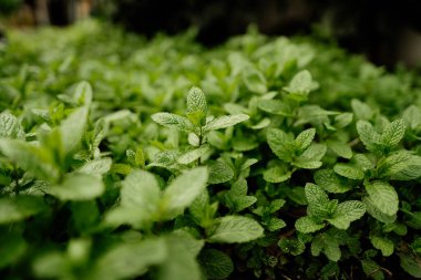 Tarlada yetişen aromatik nane aromalı yakın çekim. Mentha spicata