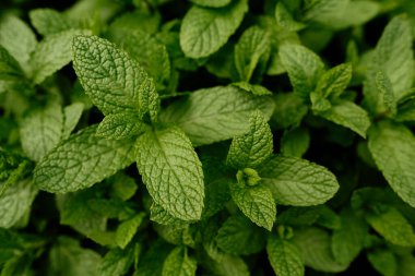 Tarlada yetişen aromatik nane aromalı yakın çekim. Mentha spicata