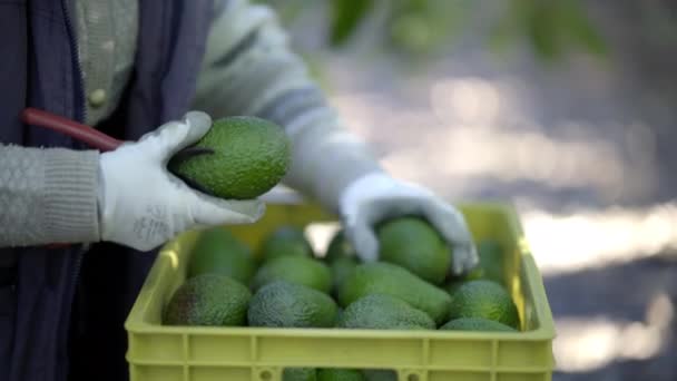 Boeren Controleren Een Volledige Hass Avocados Dozen Oogstseizoen Biologische Avocado — Stockvideo