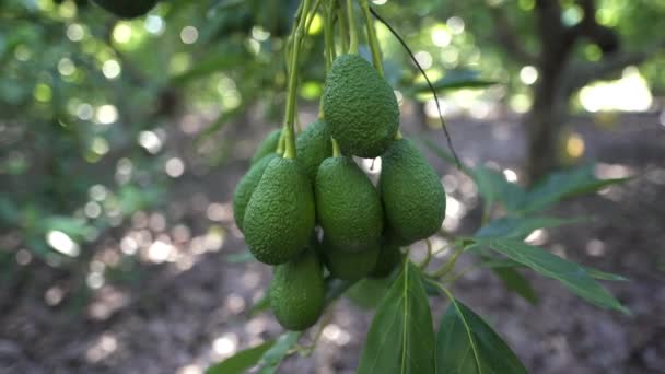 Hass Avocado Hangen Aan Een Boom Biologische Avocado Plantages Albacete — Stockvideo