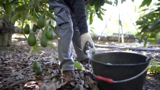 Boer Werkt Het Avocado Oogstseizoen Avocado Stick Met Een Snoeischaar — Stockvideo