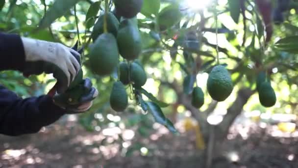 Збирання Авокадо Фермер Зрізає Дерева Авокадо Палицею Обрізання Ножиць Органічні — стокове відео
