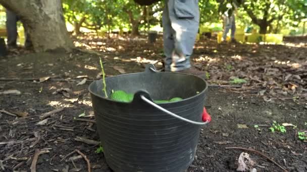 Hass Avocados Geoogst Een Emmer Biologische Avocado Plantages Albacete Spanje — Stockvideo