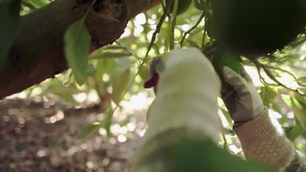 Het Oogsten Van Avocado Boer Snijden Van Avocado Stok Van — Stockvideo