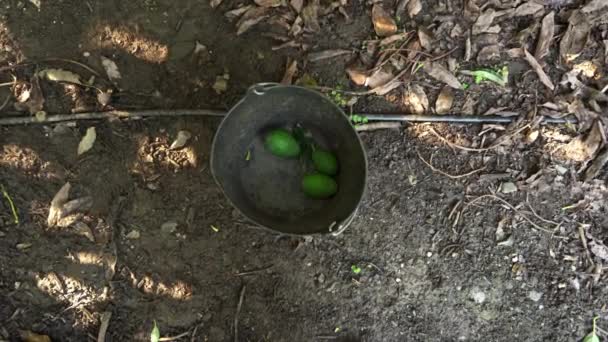 Boer Werkt Het Avocado Oogstseizoen Avocado Oogsten Met Een Staaf — Stockvideo