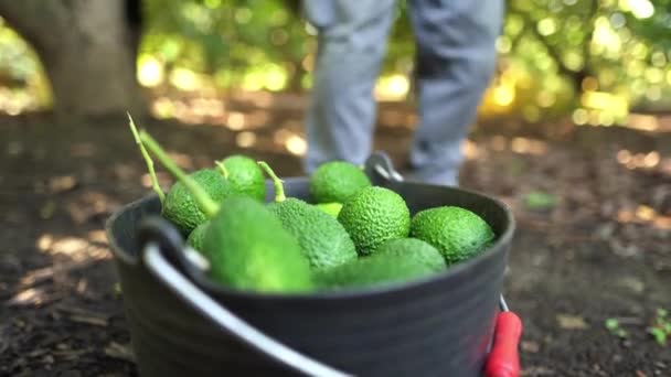 Boer Neemt Een Net Geoogste Avocado Emmer Biologische Avocado Plantages — Stockvideo