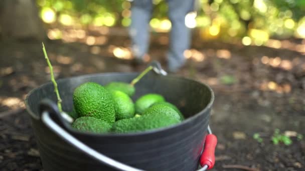 아보카도는 안에서 수확합니다 스페인 루시아 말라가에 아보카도 — 비디오